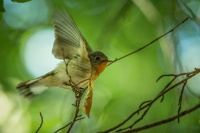 Lejsek maly - Ficedula parva - Red-breasted Flycatcher 8080
